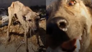 Lena, la historia de una perrita que se convirtió en un perro feliz y sano (VÍDEO).