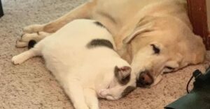 VÍDEO: Un labrador de gran tamaño adopta y cría a un gatito abandonado por su madre