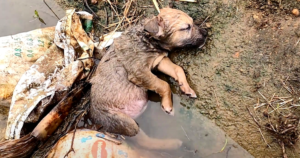 Cachorro de tamaño pequeño encontrado inconsciente en una zanja, después de que los seres humanos le habían fallado