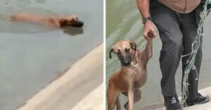 Un policía héroe salva a un perro de un peligroso canal, no se lo pensó dos veces!