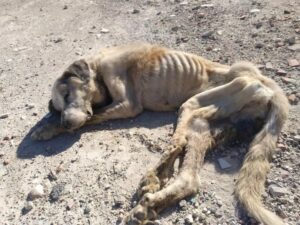 Ragnar, el perro bombero rescatado que luchó hasta el final, muere porque ‘no pudo más’