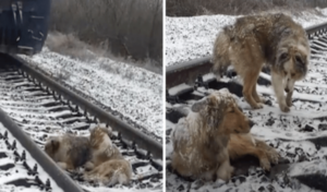 Perro herido que permanece 2 días en las vías (Vídeo)