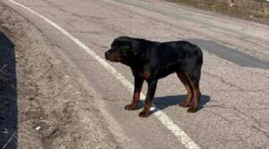 En el andén, el perro custodiaba el trapo con el que lo habían abandonado