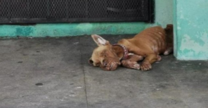 Completamente ignorado por todos, abandonado en una gasolinera