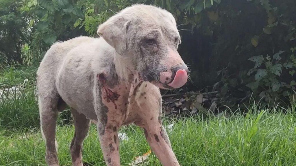 Un joven adopta un perro abandonado y cambia toda su vida