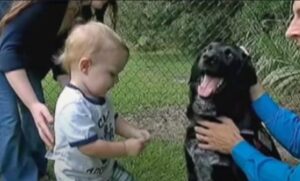 Un perro y un fiel amigo salvaron a un niño de una niñera maltratadora que le pegaba