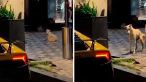 El rugido de un Lamborghini toca la fibra sensible de un perro