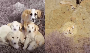 Un marido y su mujer se encuentran con perros no deseados: todos quieren salvarse, pero sólo uno.