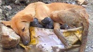 Perro encontrado en un sitio de construcción después de dar a luz