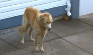 Una pareja ve como el Golden Retriever de su vecino se descuida hasta que se vuelve demasiado para soportarlo.