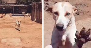 Perro ciego corre cada vez que oye la voz de su amigo