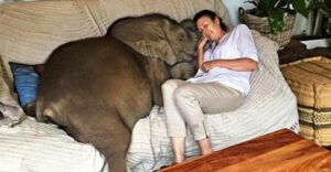 ¡El bebé elefante considera a su salvadora su madre y le sigue todos los días! ANIMALNEWS