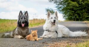 «Salvamos a un gatito. El perro nos ayudó a criarlo. Ahora el gato cree que es un perro. Es adorable».