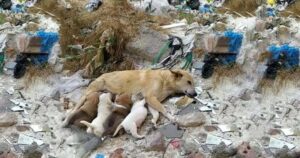 Madre perra callejera, con las patas rotas