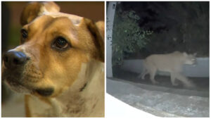 Un perro heroico salva a su familia (VÍDEO).