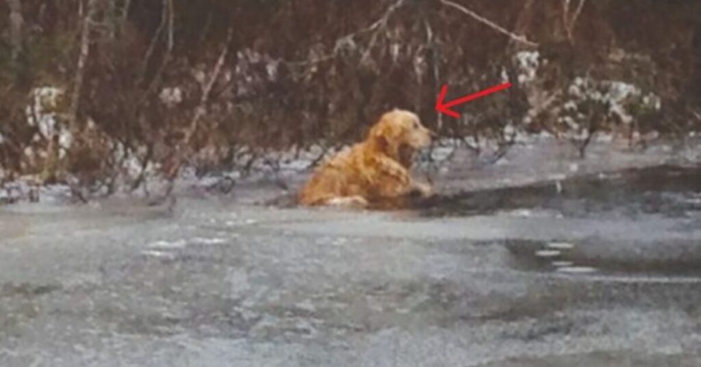 Dos policías rescatan a un golden retriever atrapado en un lago helado