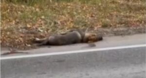 Un perro sobrevive al borde de la carretera tras ser abandonado