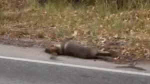 Un perro sobrevive al borde de la carretera tras ser abandonado