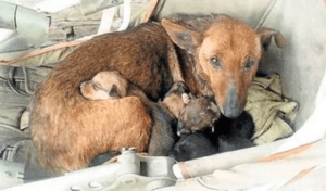 Una mujer encuentra a un bebé entre perros callejeros tras oír llantos.