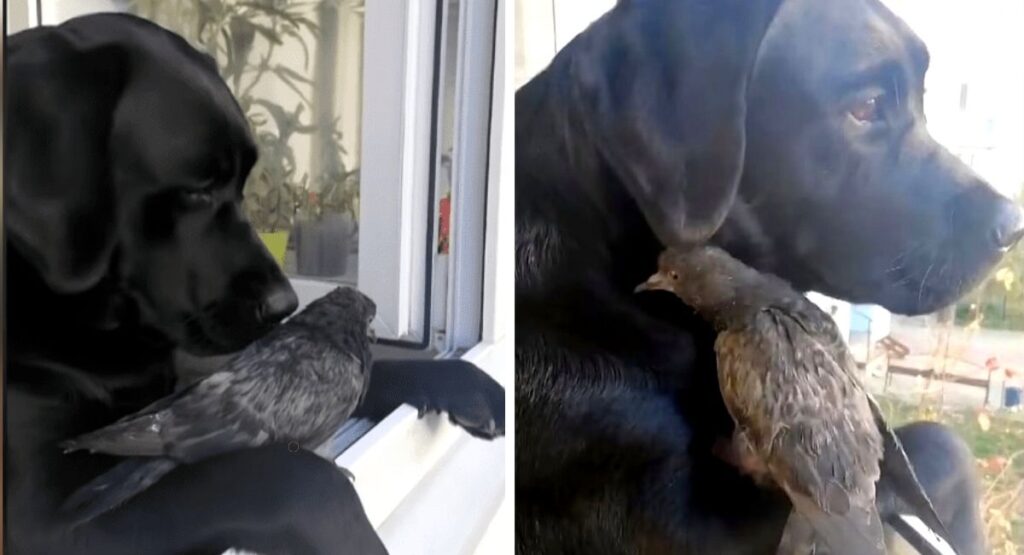 Un perrito mirando por la ventana era lo único que podía calentar a una fría paloma.